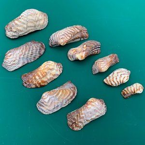 10 VTG Turkey Wing Sea Shells Beach Decor Crafts Weddings